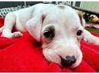 Javi Balbina Black Mouth Cur Puppy Male