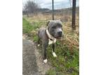 Hank American Pit Bull Terrier Adult Male