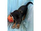 Brody Dachshund Puppy Male