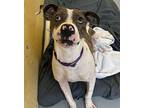 Sienna Hound (Unknown Type) Adult Female