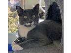 Buckley Domestic Shorthair Kitten Male