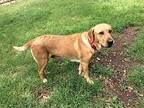 Keira Labrador Retriever Young Female