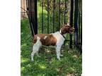 VA/Sadie Brittany Adult Female