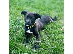 Mitchell Leilani Labrador Retriever Puppy Male