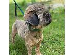FrouFrou Freddie Shih Tzu Puppy Male