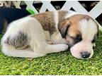 Jacie Balbina Black Mouth Cur Puppy Female