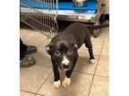 Brenda Border Collie Young Female