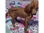 Hamlin Poodle (Standard) Puppy Male