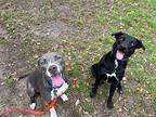 Amelia Mac American Pit Bull Terrier Adult Female