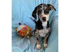 Blake Dachshund Puppy Male