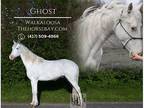 Trail Gaited Walkaloosa Gelding