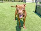 Adopt SOLAR a Labrador Retriever, Boxer