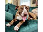Adopt SHELLY a German Shorthaired Pointer, Pit Bull Terrier
