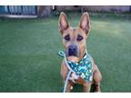 Adopt VYXEN MARIE a Rhodesian Ridgeback, Mixed Breed