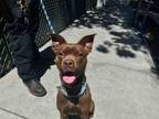 Adopt NOODLE a Terrier, Boston Terrier
