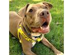 Adopt Darla a Pit Bull Terrier