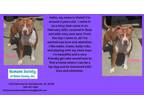 Adopt Violet a Pit Bull Terrier