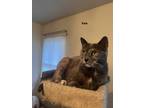 Adopt Katapult(Katie) a Domestic Short Hair