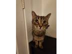 Adopt Elsa a American Shorthair