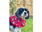 Adopt Poppy a Cocker Spaniel