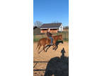 2011 Beautiful Reg. Quarter Horse Mare