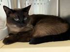 Adopt Julip a Siamese, Domestic Short Hair