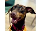 Adopt Gwyneth Paltrow a Doberman Pinscher