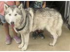 Adopt ZEUS a Alaskan Malamute