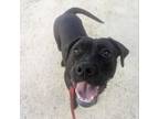 Adopt Angel a Mixed Breed