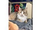 Adopt Lefsa a Domestic Long Hair