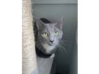 Adopt Nichelle a Domestic Short Hair