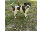 Adopt Sassy a Mixed Breed