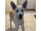 Adopt Kiki JuM a White German Shepherd, Australian Shepherd
