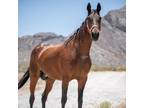 Adopt Flora Luna a Quarterhorse