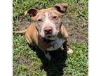 Adopt Sweetie a Pit Bull Terrier