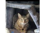 Adopt Dorothea a Tabby, Domestic Short Hair