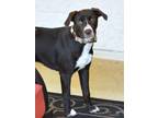 Adopt Sookie (S Puppies) a Labrador Retriever, Pointer