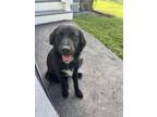 Adopt Sandy (S Puppies) a Flat-Coated Retriever