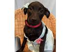 Adopt Marmalade a German Wirehaired Pointer