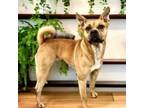 Adopt Lynette a Boxer, Pug