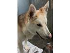 Adopt Bella a German Shepherd Dog