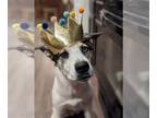 Siberian Husky Mix DOG FOR ADOPTION RGADN-1243439 - Bluey - Siberian Husky /
