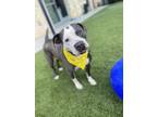 Adopt BRELYNN a Pit Bull Terrier