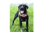 Adopt Artemis - Adoptable a Labrador Retriever, Mixed Breed