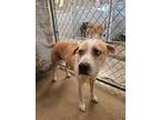 Adopt Crunch a Cattle Dog, Pit Bull Terrier