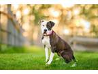 Adopt Sweetie a Pit Bull Terrier