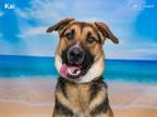 Adopt KAI a Mixed Breed