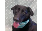 Adopt Licorice a Black Labrador Retriever