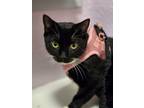 Adopt Bob a Domestic Short Hair