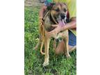 Adopt Angus (fka Zeus) a Shepherd